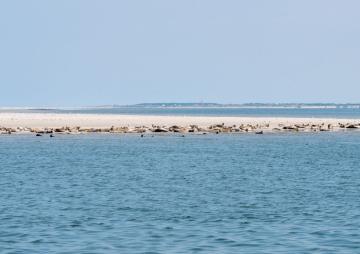 Zeehonden in UNESCO Werelderfgoed De Waddenzee